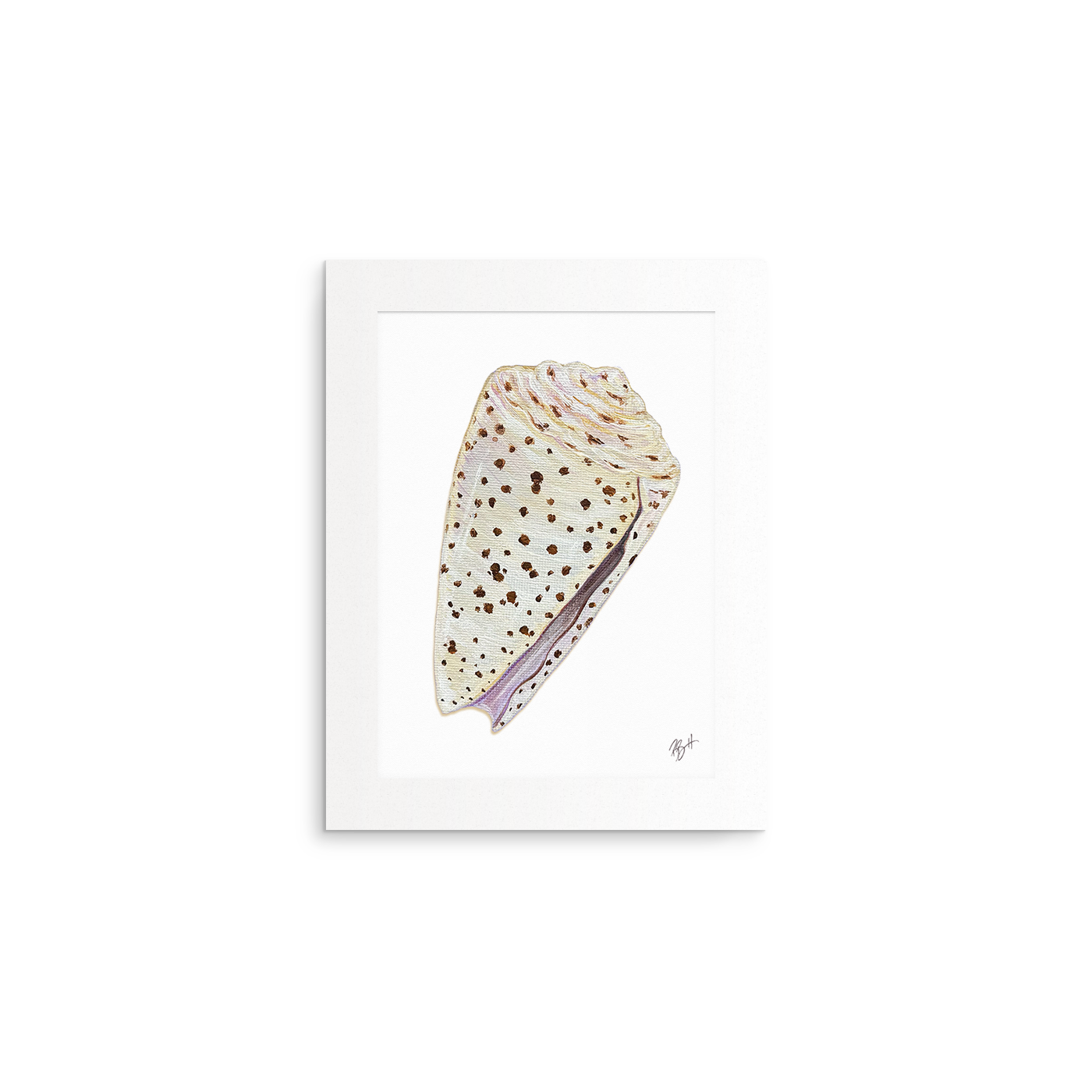 Shell Collection Fine Art Prints (Medium)