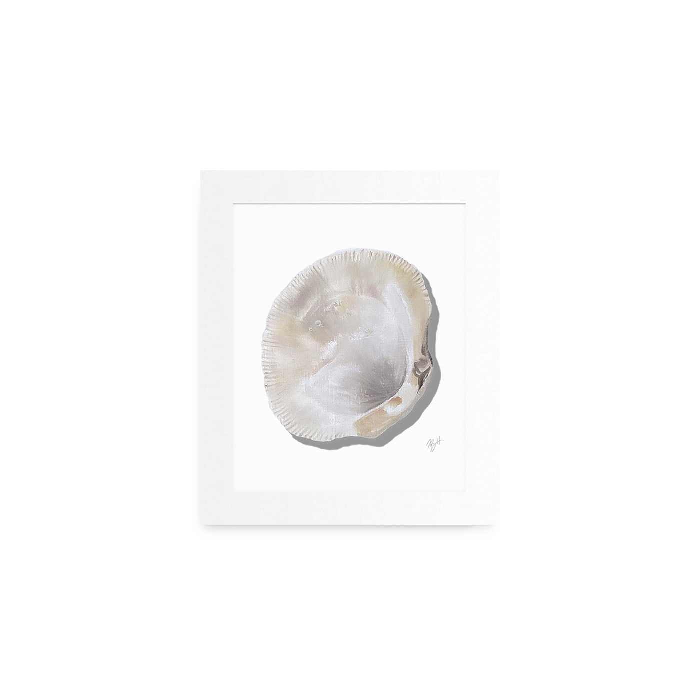Shell Collection Fine Art Prints (Medium)
