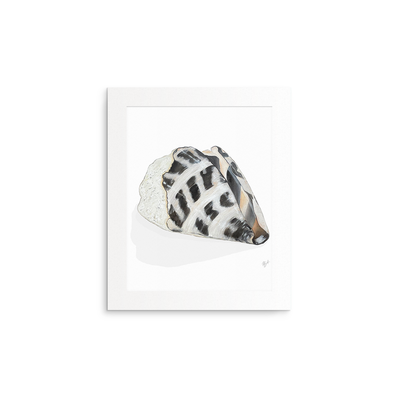 Shell Collection Fine Art Prints (Medium)