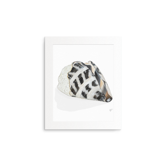 Shell Collection Fine Art Prints (Medium)