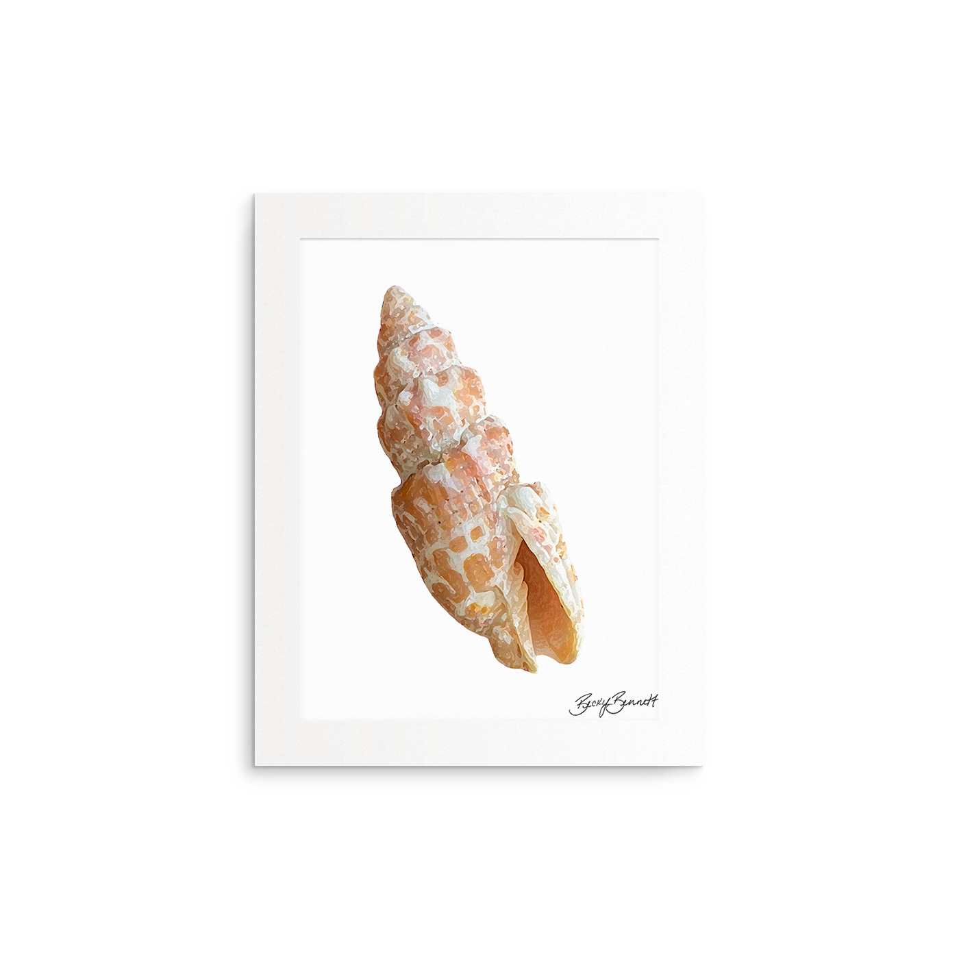 Shell Collection Fine Art Prints (Medium)
