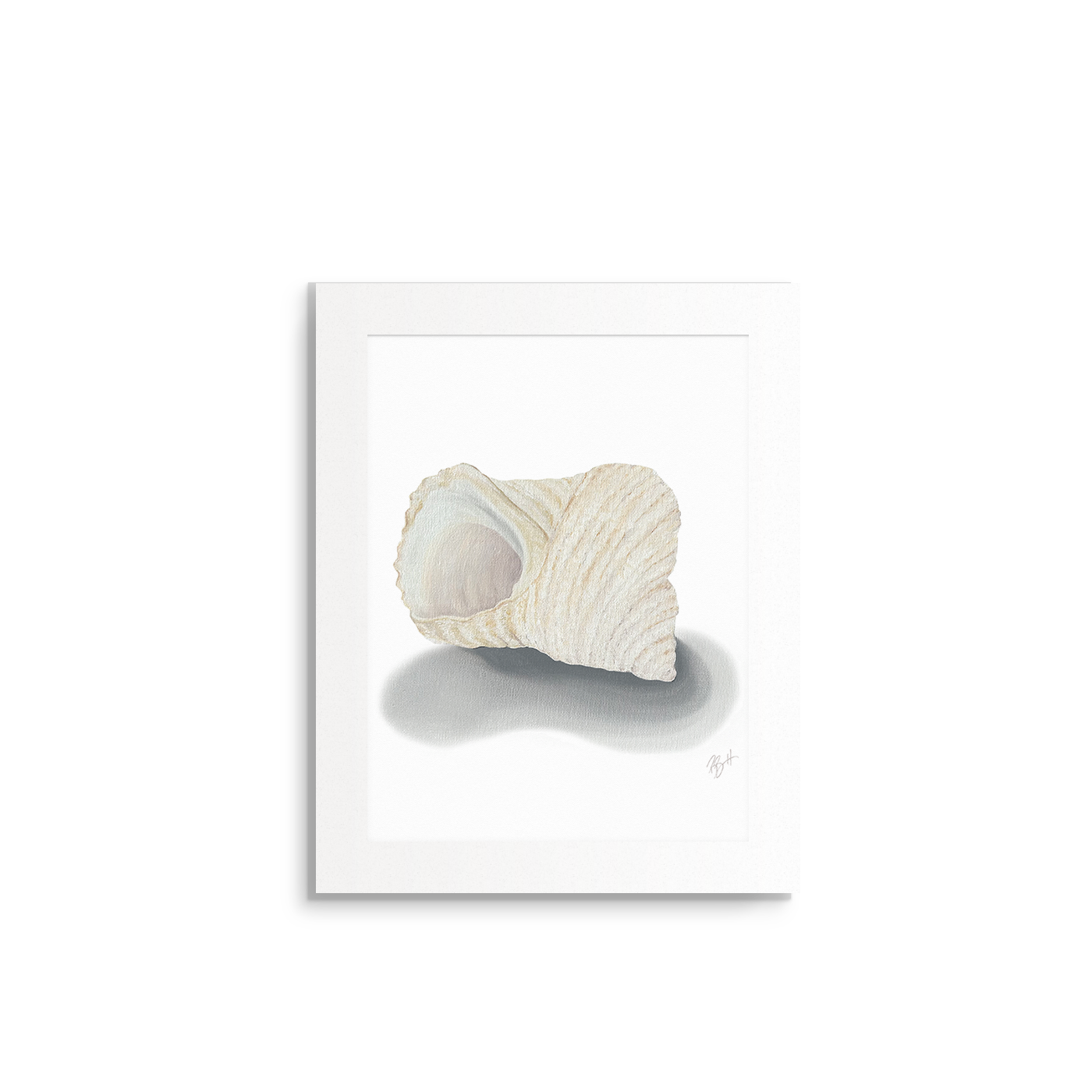Shell Collection Fine Art Prints (Medium)