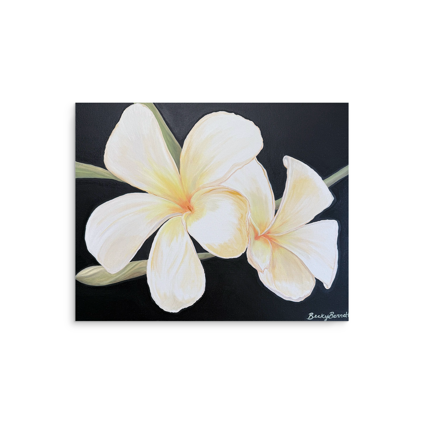 Plumeria